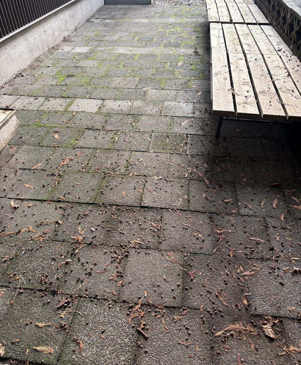 A paver courtyard with green moss in the joints, fallen needles across it and a weathered wood bench