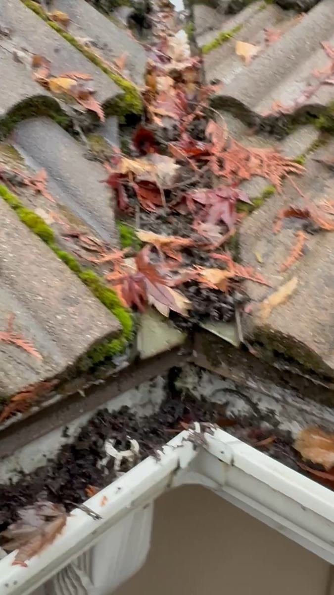 A roof gutter packed solid with fallen red leaves, pine needles and green moss growing over the tile roof edge